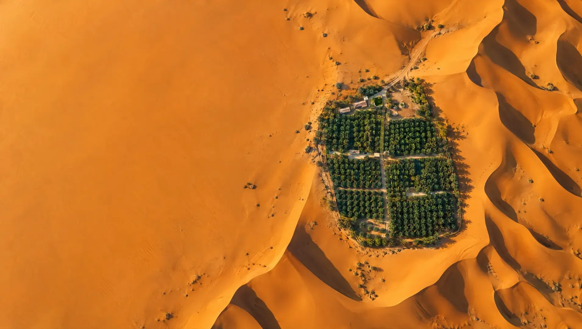 Aerial view of a green oasis among the sand dunes of Liwa